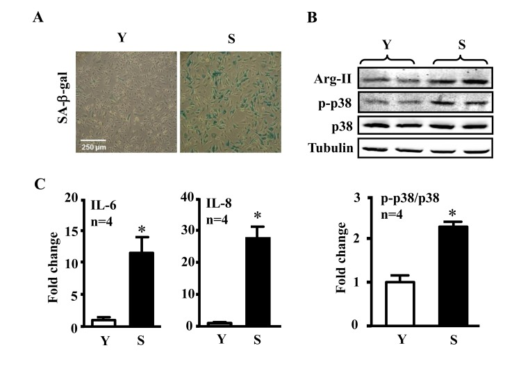 Comparison of inflammatory cytokines between young and senescent endothelial cells