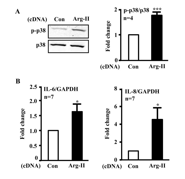 Overexpression of Arg-II in young endothelial cells activates p38 and enhances secretion of IL-6 and IL-8