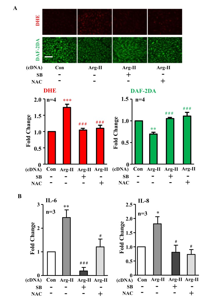 Inhibition of p38 or reactive oxygen species (ROS) prevents Arg-II-induced eNOS-uncoupling and SASP