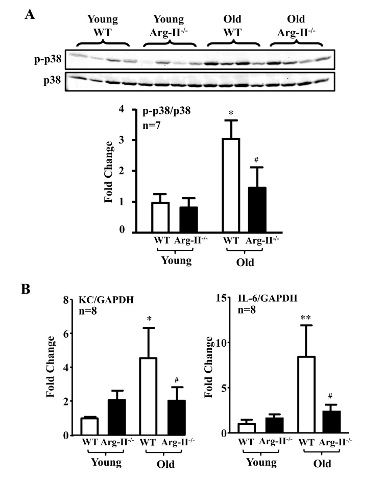 Arg-II gene deficiency in mice (Arg-II−/−) prevents age-associated enhanced p38 activation and cytokine expression in aortas and/or hearts