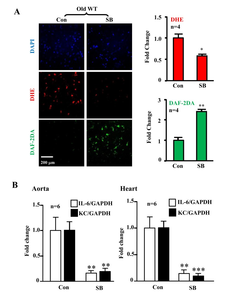 Inhibition of p38 recouples eNOS and reduces cytokine/chemokine expression in aortas/hearts of aged WT mice