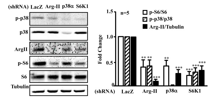 Arg-II, p38, and S6K1 form a positive regulatory circuit in senescent endothelial cells