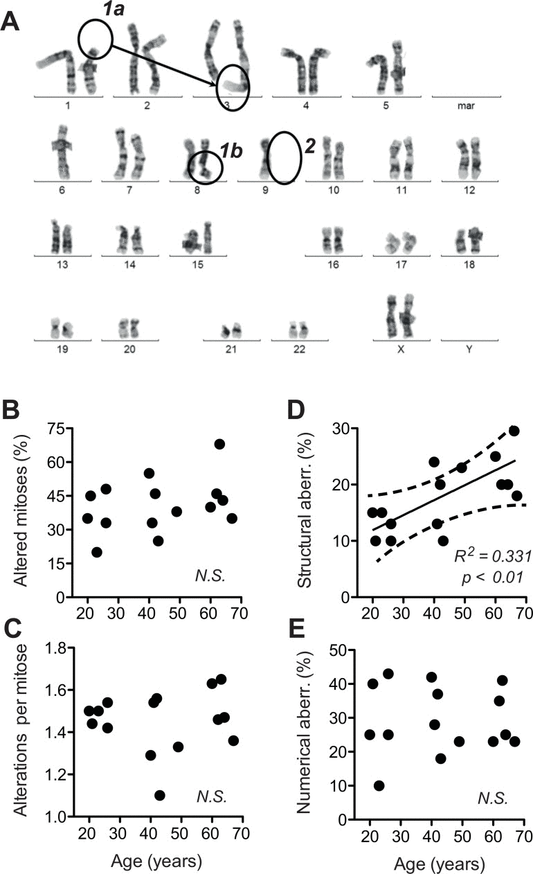 Structural and numerical chromosome aberrations