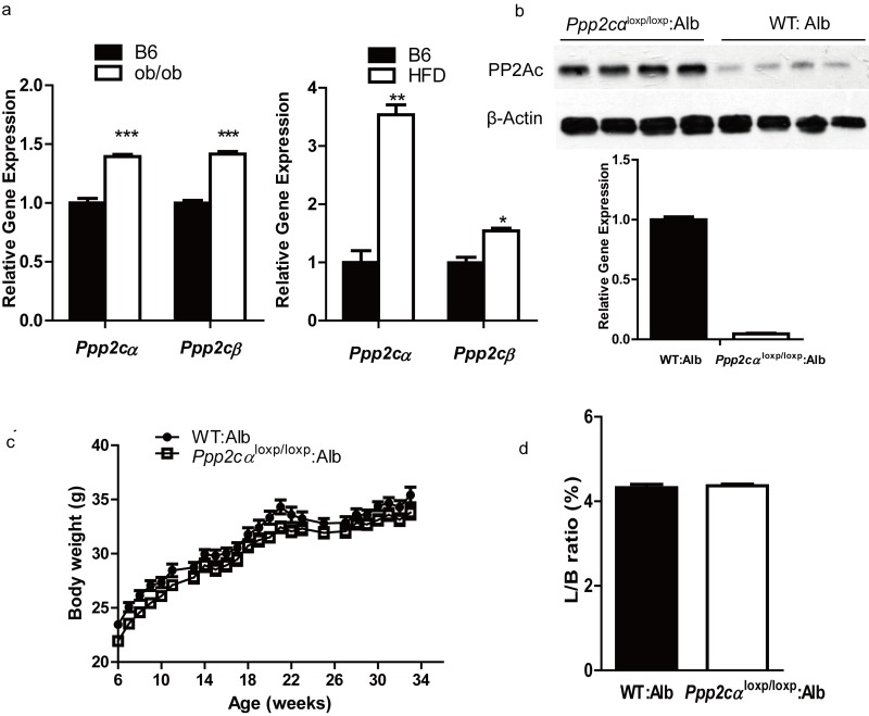 Ppp2cα is highly expressed in two models of insulin resistant and liver-specific deletion of Ppp2cα. (a) Q-PCR was performed to measure Ppp2cα mRNA levels in liver from ob/ob of 8weeks and 16 weeks mice fed HFD beginning at 8 weeks of age compared to appropriate controls (n=5). (b) Deletion efficiency of the Ppp2cα allele was analyzed using Q-PCR and western blotting. (c) Body weight (BW) of mice on a normal chow diet (n=8). BW was monitored every week from 6 weeks of age for 34 weeks. (d) Liver weight (normalized to BW) of 8-week-old mice fed ad libitum (n=8).