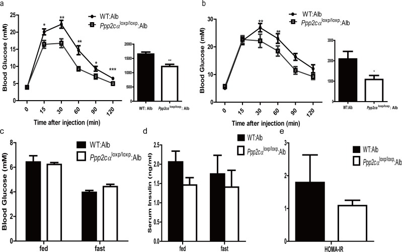 Deletion of Ppp2cα in the liver improves glucose tolerance (a,b) GTT on male Ppp2cαloxp/loxp: Alb and control mice (n=7-8) on chow diet (a) at 8 weeks of age and on HFD (b) for 8 weeks (16 weeks of age). Bar graphs to the right show the respective area under the curve (AUC) of glucose. (c) Fed and fasting serum glucose levels. (d) Fed and fasting serum insulin levels. (e) ALT activity. Ppp2cαloxp/loxp: Alb and WT: Alb control groups are indicated in the figures. Data are represented as mean ± SEM. Data were analyzed using two-tailed Student's t test (*p 