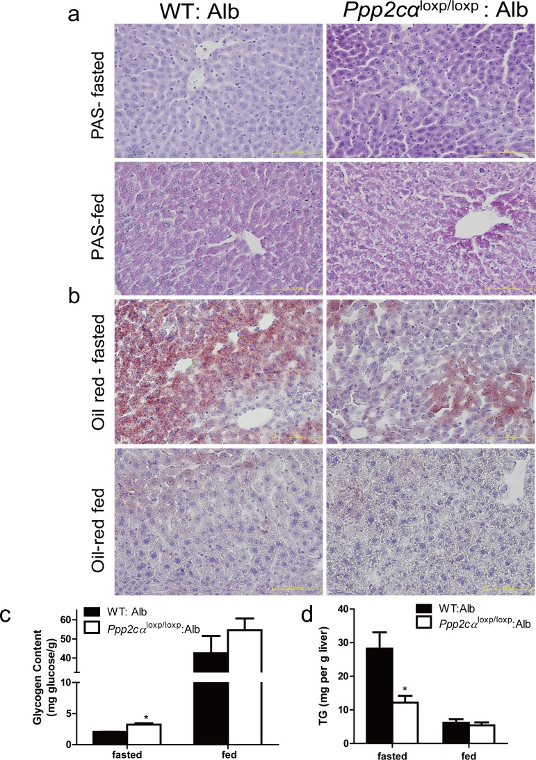 Loss of Ppp2cα significantly alters metabolism. (a) Accumulation of glycogen was detected by PAS staining and (b) decrease of lipid droplets was detected by Oil Red staining (c) Hepatic glycogen content measured in liver and (d) Hepatic TG content of the liver of 10-week-old Ppp2cαloxp/loxp: Alb and littermate controls following fasting overnight or random fed. Data were analyzed using two-tailed Student's t test (*p 
