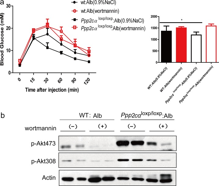 Effects of wortmannin on glucose of Ppp2cαloxp/loxp: Alb and WT: Alb mice. (a) GTT and AUC of over fasted Ppp2cαloxp/loxp: Alb and WT: Alb mice treated with wortmannin lasted 4weeks. (b) Immunoblot analysis with antibodies to Akt, phosphor-Akt (pSer473 and pThr308) was examined in Ppp2cαloxp/loxp: Alb and WT: Alb mice after injection with saline or insulin after 4 weeks wortmannin treatment. Data were analysed by two-tailed Student's t test (*p 