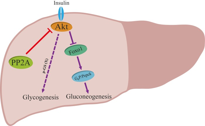 Proposed model for the role of PP2A on insulin signaling. Red and purple arrows illustrate the direct and indirect actions.