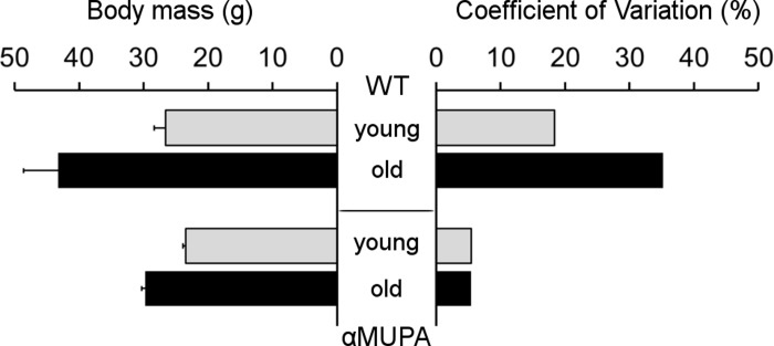 Body mass (left) and its variability (right) in αMUPA and WT mice of different age