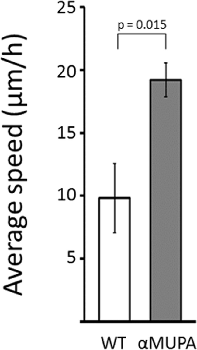 Average speed of fibroblasts derived from aged αMUPA and WT mice that are involved in in vitro gap closure