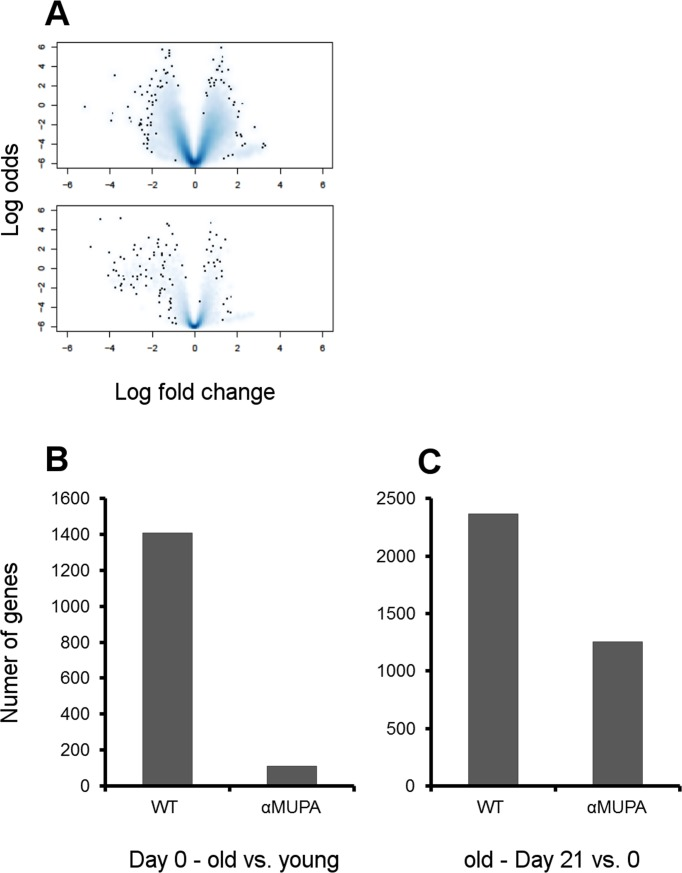 Age- and strain-related differences in gene expression in intact and healed skin