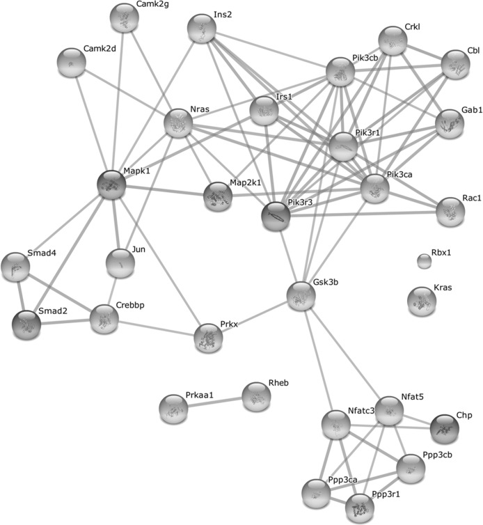 Protein-protein interaction network formed by upregulated genes common to at least two growth-promoting pathways after full wound closure in old WT mice