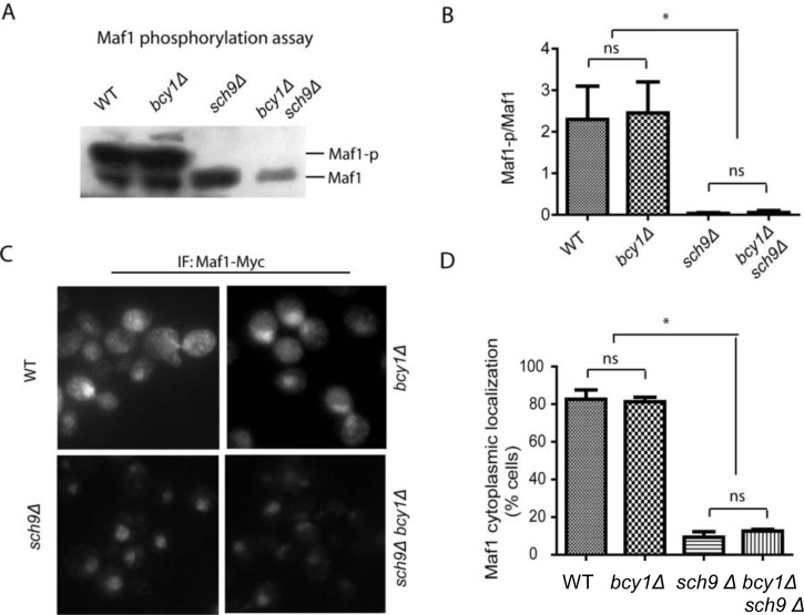 PKA is dispensable for Maf1 phosphorylation and subcellular localization