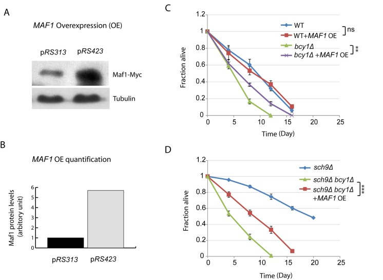 MAF1 overexpression extends the short lifespan due to PKA hyperactivation