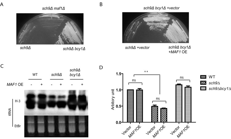 Maf1 is not involved in growth control by PKA and Sch9