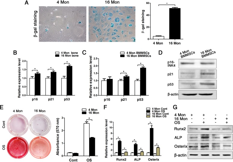 BMMSCs from old mice express higher levels of senescence markers and lower osteoblast markers compared to young ones. Statistically analyzed values show the mean ± SD (n=10). * p (A) In vitro staining of the senescence-related marker ß-galactosidase in BMMSCs cultures derived from young and old mice. Quantitative analysis of the total number of positively stained cells. (B-C) Real-time PCR analyses on whole bone tissue extracts (B) and on BMMSCs (C) for the senescence-related genes p16, p21 and p53. Normalization to ß-actin. (D) The western blot showed that the protein level changed as the mRNA. (E) Alizarin red staining of BMMSCs from young and old mice osteogenically induced for 14 d. Cont = Control, OS = osteogenically induced. (F-G) Real-time PCR and western blot analyses on BMMSCs for the osteogenic markers Runx2, ALP, osterix. Normalization to ß-actin.