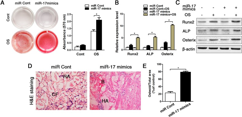 Up-regulation of miR-17 by miR-17 mimics reversed the effect of p53 on inhibiting osteogenic differentiation in old BMMSCs. miR-17 was stable upregulated in BMMSCs by miR-17 mimics (= miR-17 mimics). miRNA control (= miR Cont). Statistically analyzed values show the mean ± SD (n=10). * p (A) Osteogenic induction for 14 d of BMMSCs derived from old mice and subsequent alizarin red staining resulted in a heightened osteogenic differentiation of BMMSCs with previously upregulated miR-17 expression. (B-C) Real-time PCR and western blot analyses on old BMMSCs with miR-17 mimic treatment or miRNA control and with/without osteogenic induction for the osteogenic markers Runx2, ALP, osterix. Normalization to ß-actin. (D-E) Histological analysis (D) and corresponding statistical analysis (E) on osteoid formation of tissue sections from subcutaneous pockets on the backs of 6-week-old NOD/SCID mice with implanted HA/TCP ceramic particles mixed with BMMSCs from 16-month-old mice with/without miR-17 upregulation.