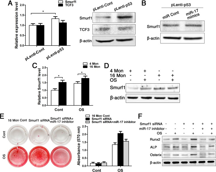 Smurf1 plays an important role in miR-17-mediated osteogenic differentiation of BMMSCs. BMMSCs were lentivirally transduced to upregulate the expression level of P53 (= pLenti-P53) or were transduced as lentiviral control (= pLenti-Cont). miR-17 was stable upregulated in BMMSCs by miR-17 mimics (= miR-17 mimics). miRNA control (= miR Cont). 16 Mon Cont = control BMMSCs, Smurf1 siRNA = downregulated Smurf1 level via si-RNA, miR-17 inhibitor = transfection with anti-miR-17. Statistically analyzed values show the mean ± SD (n=10). * p (A) Real-time PCR and western blot analysis on the expression of Smurf1 and TCF3 after upregulation of p53 (pLenti-p53) in BMMSCs derived from young mice. Normalization to ß-actin. (B) Western blot analysis on the expression of Smurf1. Transfection of miR-17 mimics in stable upregulated p53 BMMSCs derived from young mice. Normalization to ß-actin. (C-D) Real-time PCR and western blot analysis of Smurf1 expression in osteogenically differentiated BMMSCs from young and old mice. Normalization to ß-actin. (E) Alizarin red staining after osteogenic induction for 14 d of BMMSCs derived from old mice with/without siRNA-downregulated Smurf1 level and with/without transfection with miR-17 inhibitor. (F) Western blot analysis on old BMMSCs with/without siRNA-down-regulated Smurf1 level and with/without transfection with anti-miR-17 for the osteogenic markers Runx2, ALP, osterix. Normalization to ß-actin.