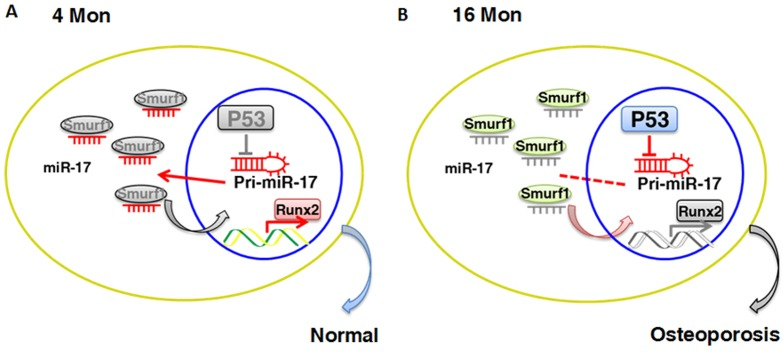 Schematic diagram of p53/miR-17/Smurf1 cascade. (A, B) p53 regulates the osteogenic differentiation of BMMSCs through inhibiting transcription of miR-17-92 cluster and subsequent modulating Smurf1, a direct target gene of miR-17, aslo acts as a negative regulator for osteogenic differentiation of mesenchymal stem cells.