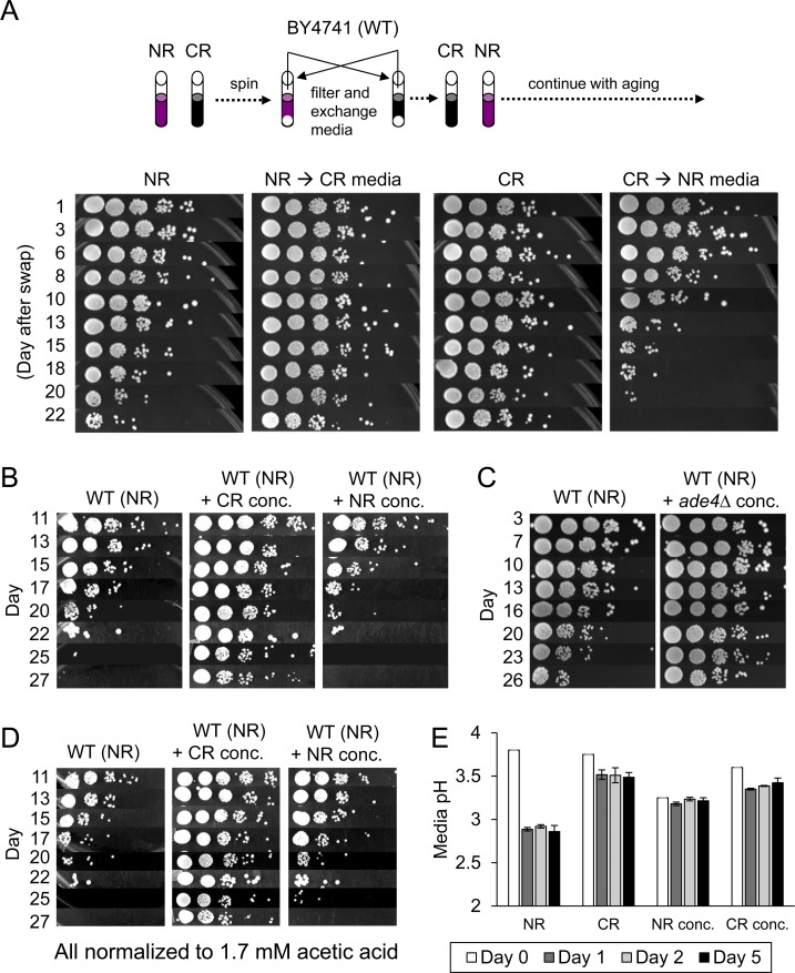 Extracellular effects of expired media on CLS