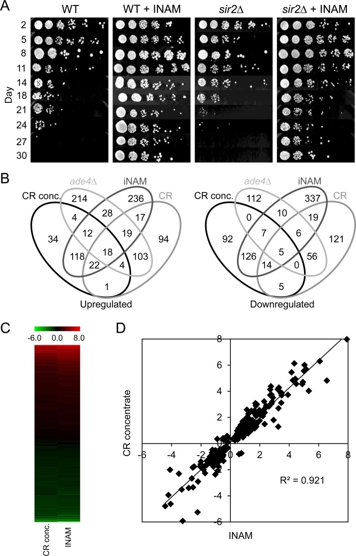 Overlapping effects of isonicotinamide (INAM) and expired CR media concentrate on CLS and gene expression