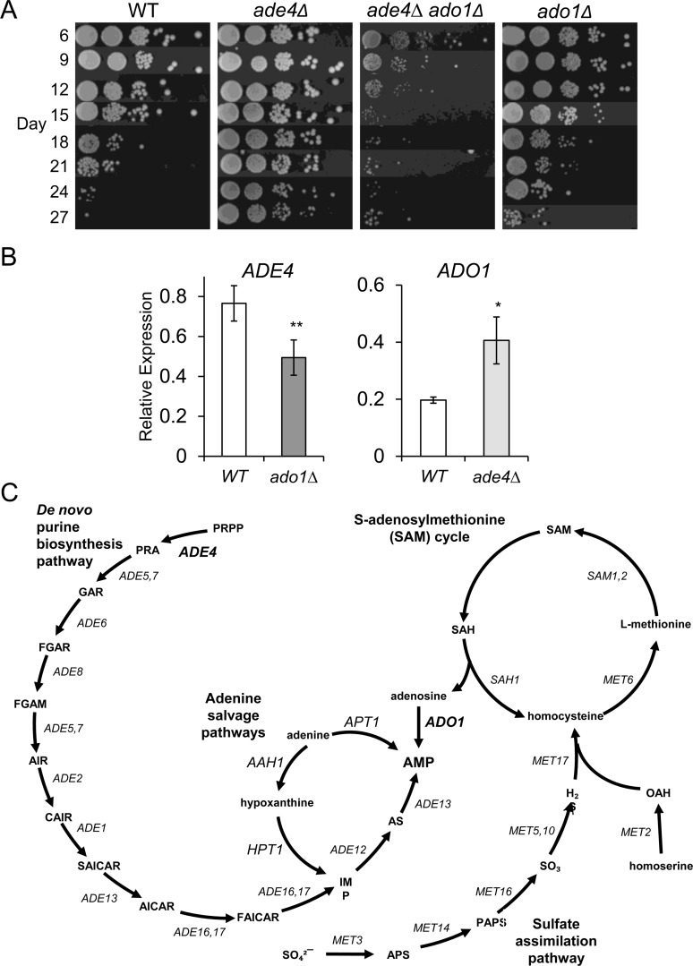 Genetic interactions between ADE4 and ADO1