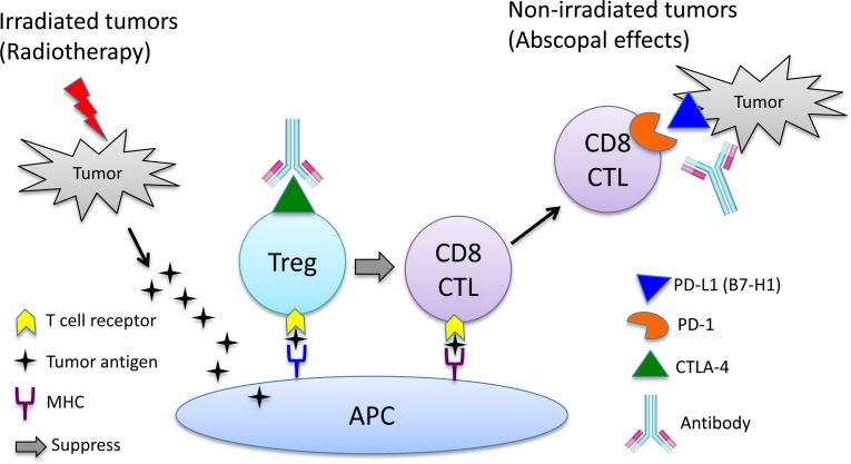 Potential mechanism of action of combined radiotherapy and immunotherapy