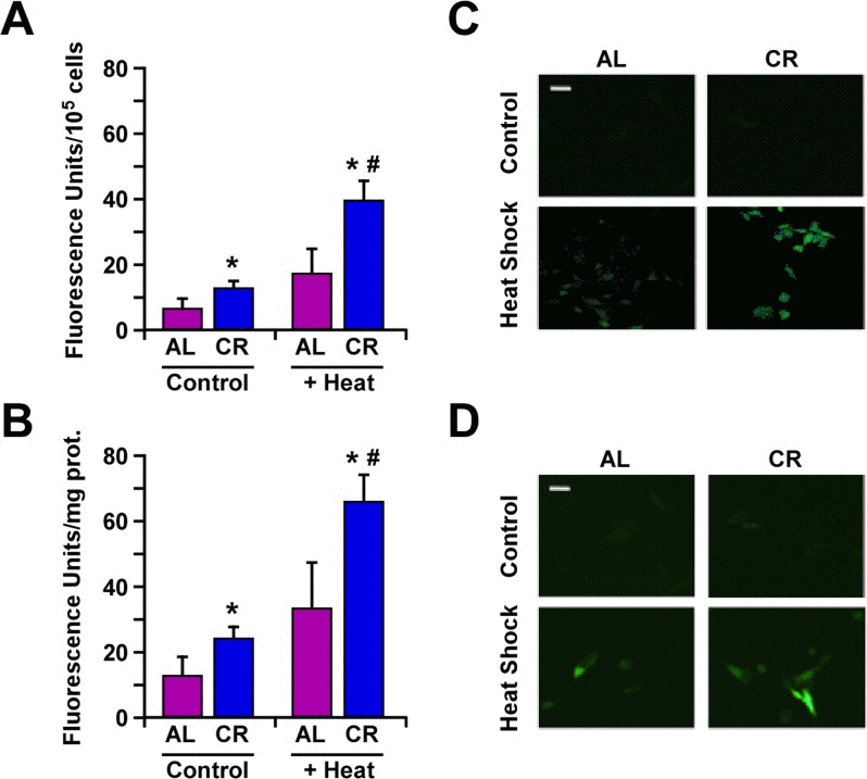 Caloric restriction improves protection against heat shock through increased expression of Hsp70