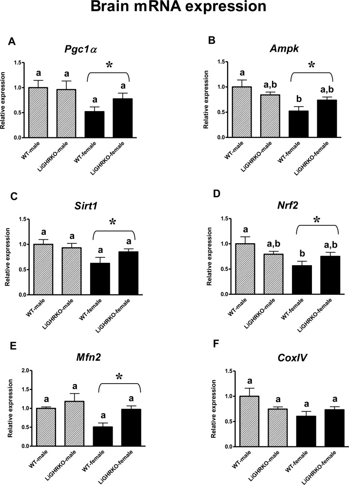 Brain gene expression of key regulators of mitochondrial biogenesis