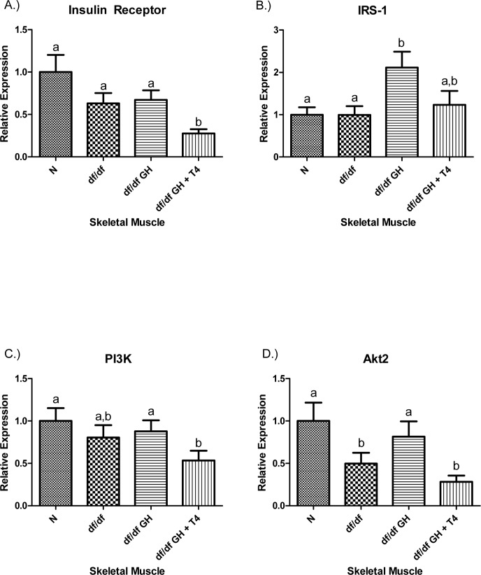 (A) Insulin Receptor (IR), (B) Insulin Receptor Substrate‐1 (IRS‐1), (C) Phosphoinositide 3‐Kinase (PI3K), and (D) Akt2 relative gene expression in female Ames dwarf (df/df) mouse skeletal muscle tissue after growth hormone (GH) and thyroxine (T4) treatment. For A‐D, Normal (N) n = 10; df/df n = 10; df/df GH n = 10; and df/df GH + T4 n = 8. Groups that do not share a superscript show differences with statistical significance (p 