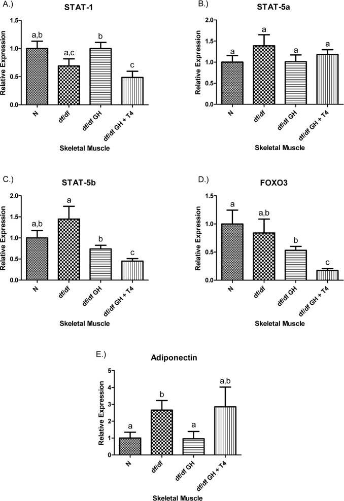 (A) Signal Transducer and Activator of Transcription (STAT) ‐1, (B) STAT‐5a, (C) STAT‐5b, (D) Adiponectin, and (E) FOXO3 relative gene expression in female Ames dwarf (df/df) mouse skeletal muscle tissue after growth hormone (GH) and thyroxine (T4) treatment. For A‐E, Normal (N) n = 10; df/df n = 10; df/df GH n = 10; and df/df GH + T4 n = 8. Groups that do not share a superscript show differences with statistical significance (p 