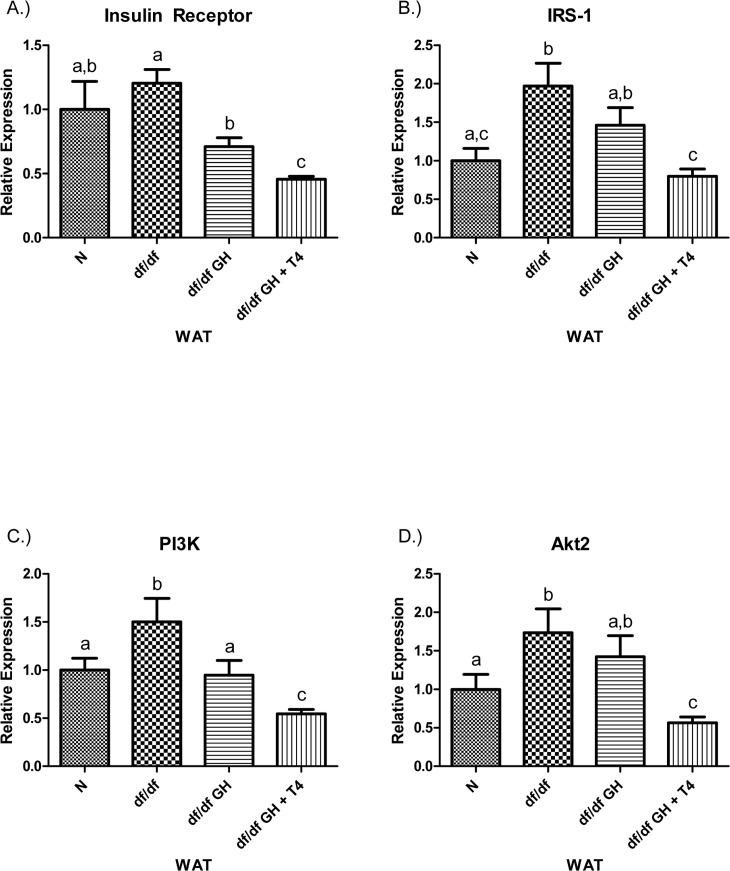 (A) Insulin Receptor (IR), (B) Insulin Receptor Substrate‐1 (IRS‐1), (C) Phosphoinositide 3‐Kinase (PI3K), and (D) Akt2 relative gene expression in female Ames dwarf (df/df) mouse white adipose tissue after growth hormone (GH) and thyroxine (T4) treatment. For A‐D, Normal (N) n = 10; df/df n = 9; df/df GH n = 9; and df/df GH + T4 n = 8. Groups that do not share a superscript show differences with statistical significance (p 