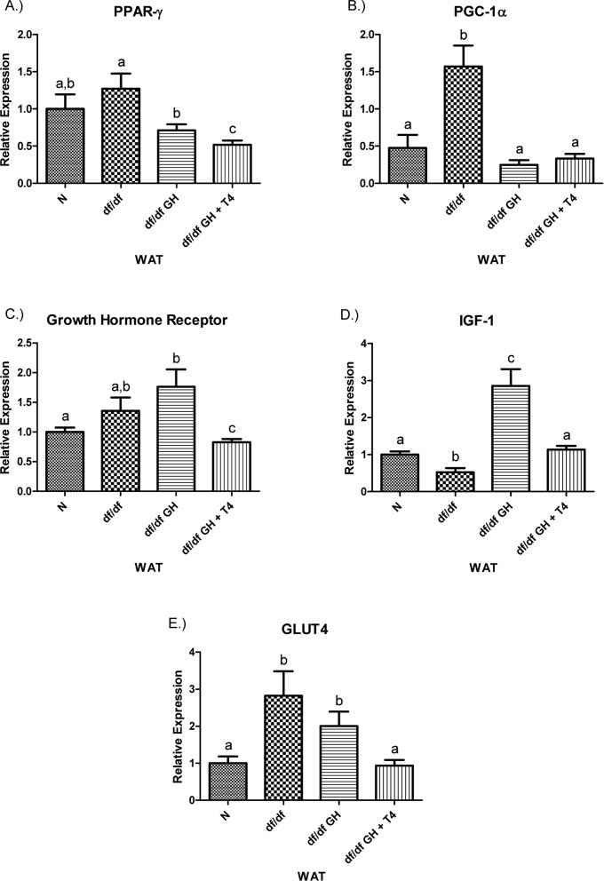 (A) Peroxisome Proliferator‐Activated Receptor (PPAR) γ,(B) PPAR Coactivator 1α (PGC‐1α), (C) Growth Hormone Receptor, (D) Insulin‐like Growth Factor‐1 (IGF‐1), and (E) GLUT4 relative gene expression in female Ames dwarf (df/df) mouse white adipose tissue after growth hormone (GH) and thyroxine (T4) treatment. For A‐E, Normal(N) n =10; df/dfn=9; df/dfGHn = 9; and df/dfGH+ T4 n = 8. Groups that do not share a superscript show differences with statistical significance (p 