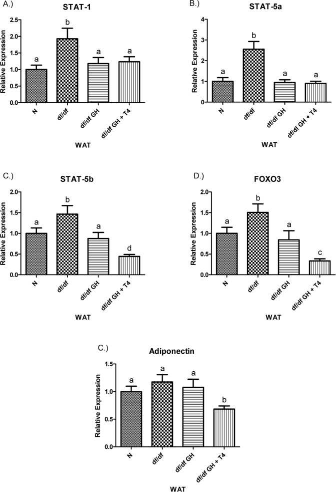 (A) Signal Transducer and Activator of Transcription (STAT) ‐1, (B) STAT‐5a, (C) STAT‐5b, (D) Adiponectin, and (E) FOXO3 relative gene expression in female Ames dwarf (df/df) mouse white adipose tissue after growth hormone (GH) and thyroxine (T4) treatment. For A‐D, wild‐type (N)n=10;df/dfn =9;df/dfGHn= 9;anddf/dfGH+T4n=8. ForE(FOXO3), Normal(N) n = 10;df/df n=9;df/dfGHn= 9;anddf/df GH+ T4n= 7. Groups that do not share a superscript show differences with statistical significance (p 8), PGC-1α mRNA levels were significantly increased in the WAT of Ames dwarf mice compared with N controls (p 