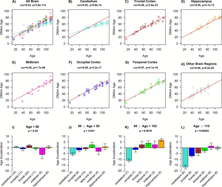 Epigenetic age acceleration in various brain regions