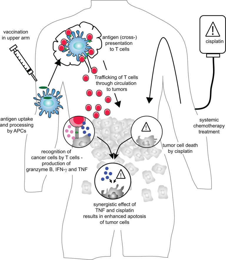Coordinated action of combined treatment with chemotherapy and vaccination