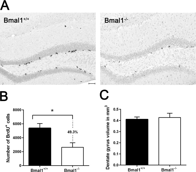 The pool of NPCs was reduced in DG in Bmal1‐/‐ mice