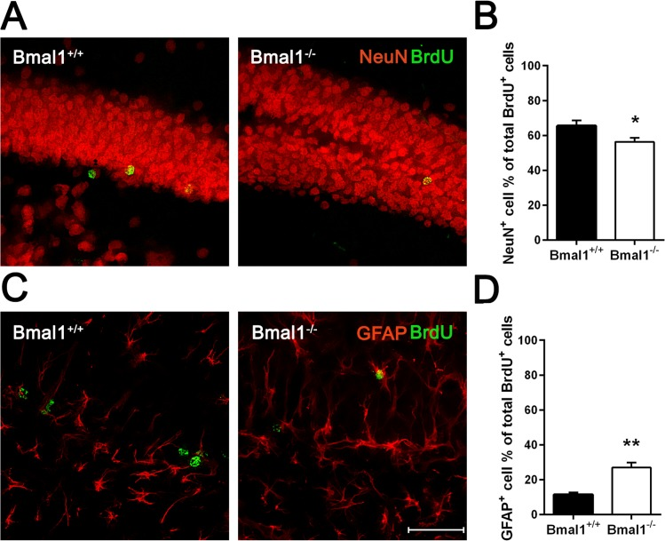 Fate decision of NPCs was altered in Bmal1‐/‐ mice