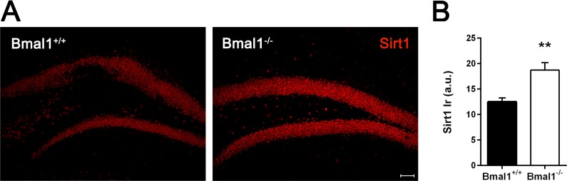 Sirt1‐immunoreaction was increased in Bmal1‐/‐ mice