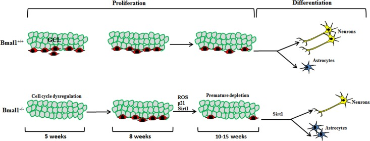 Schematic illustration summarizing the observed differences in neurogenesis in DG between Bmal1‐/‐ and Bmal1+/+