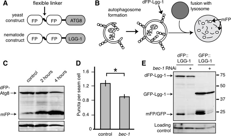 Monomeric FP released from dFP::LGG-1 correlates with autophagic flux