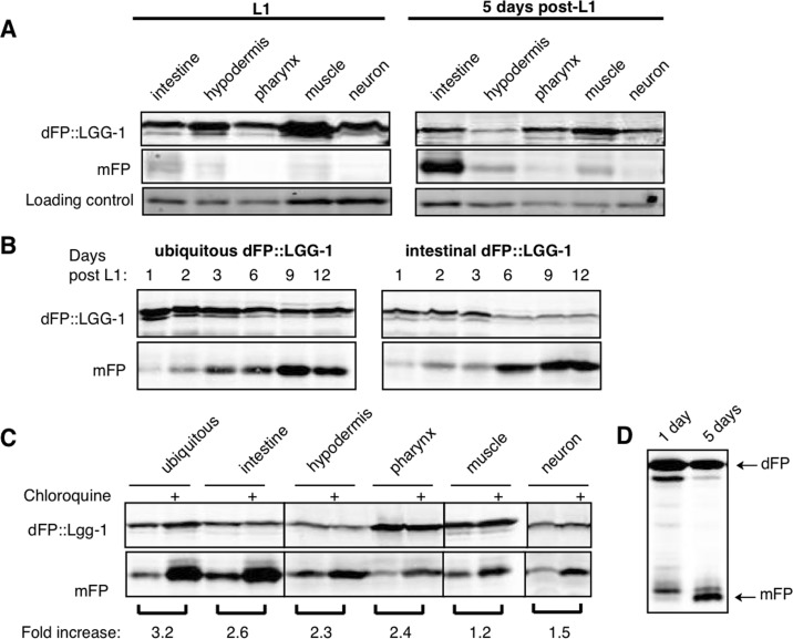 Autophagic flux increases with age