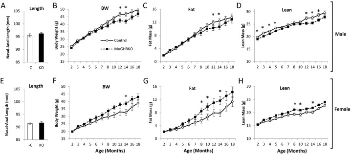 Body length and longitudinal body composition in MuGHRKO mice