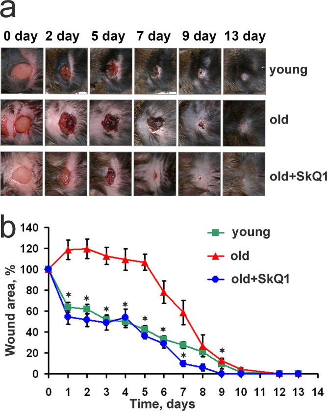 SkQ1 accelerates wound closure in old mice