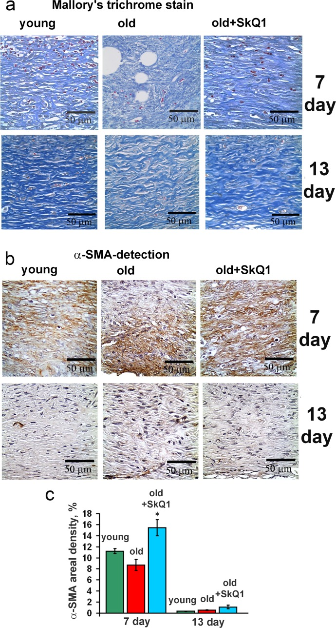 Effect of SkQ1 on the collagen fiber formation and α-SMA expression in granulation tissue and in scar