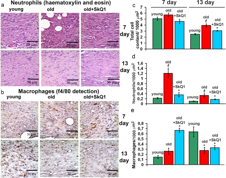 Effect of SkQ1 on the cellular composition of the wound