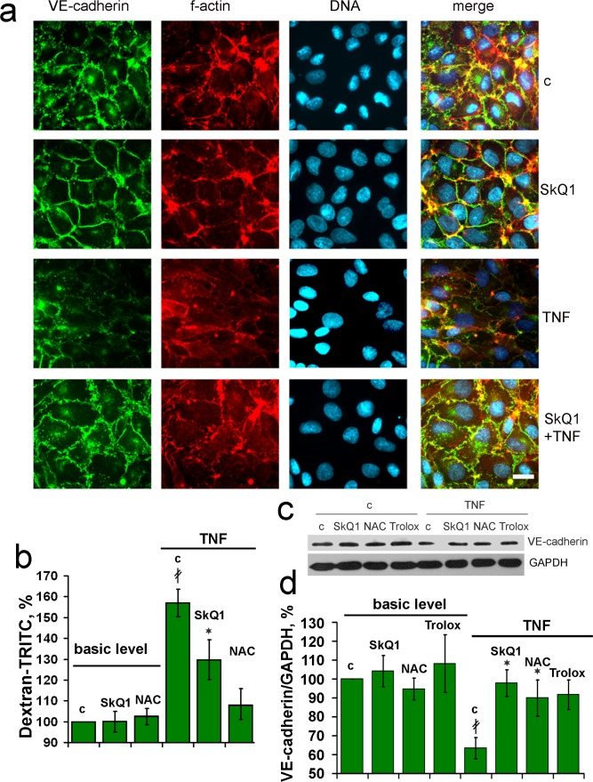SkQ1 prevents TNF-induced decomposition of the endothelial cell-to-cell contacts containing VE-cadherin in vitro