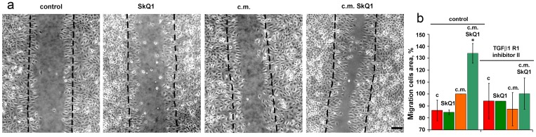 Effect of SkQ1 on EA.hy926 cell migration in scratch wound assay at 24 h