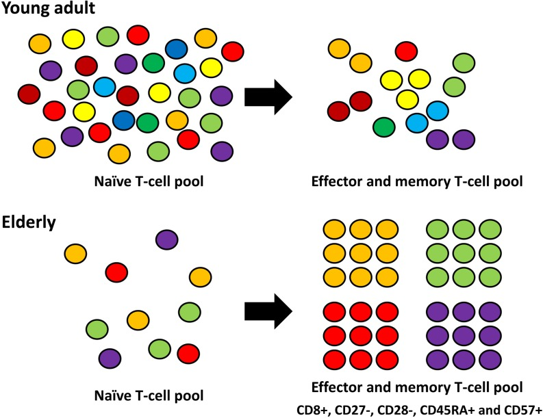Compared with an elderly, the absolute number of naïve T-cells is higher with diverse T-cell receptor repertoire in a young adult. When antigen is presented by antigen presenting cells, effector T-cells and memory T-cells are quickly produced. In an elderly, the absolute number of naïve T-cells are decreased with limited T-cell receptor repertoire. Chronically stimulated effector T-cells and memory T-cells predominate with progressive expansion of oligoclonal T-cells.