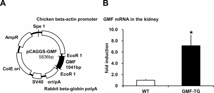 Preparation of transgenic mice overexpressing GMF (GMF-TG)